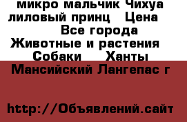 микро мальчик Чихуа лиловый принц › Цена ­ 90 - Все города Животные и растения » Собаки   . Ханты-Мансийский,Лангепас г.